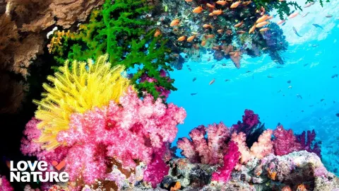 How Coral Reef Ecosystems Thrive Through Tiny Marine Creatures