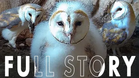 The Story of a Single Barn Owl Chick: Gylfie and Dryer's Third Breeding Season
