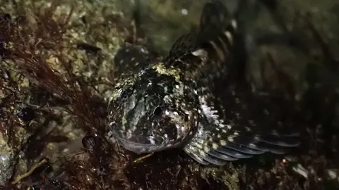 Mosshead Sculpin: The Air-Breathing Fish That Lives in Tidepools