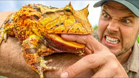 How We Found a Wild Pac-Man Frog in the Amazon Rainforest