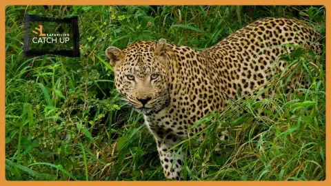 Top Wildlife Sightings of the Week: Leopards, Giraffes, and Cheetahs in Action