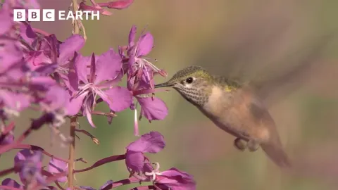 Yellowstone's Forest Recovery After the 1988 Wildfires