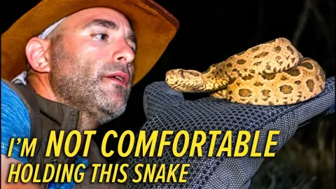 Exploring the Deadly Russell's Viper in Indonesia