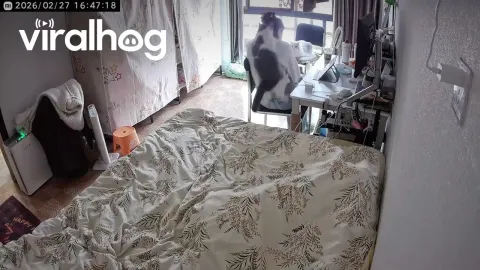 Cat Playfully Attacks Owner in Viral Video from China