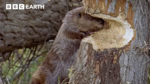 How Beavers Build Dams to Survive Winter
