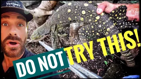Feeding a Giant Caiman and Monitor Lizards at a Wildlife Sanctuary
