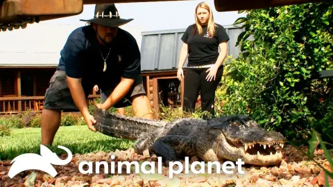 How Wildlife Experts Captured a Blind 9-Foot Alligator That Terrorized a Florida Neighborhood