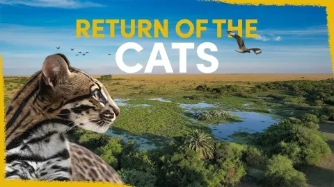 Why Ocelots Are Being Released Into a Wetland to Restore Balance