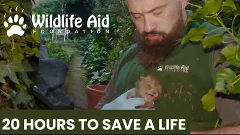 Wildlife Rescue Team Saves Orphaned Fox Cubs After Mother's Death