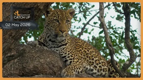 Wildlife Encounters in the Masai Mara: Lions, Leopards, and Behind-the-Scenes Moments