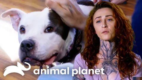 A Family Travels to Meet Magoo: Will This Gentle Pit Bull Find His Forever Home?
