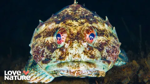 Earth's Deep Sea Creatures That Resemble Alien Life