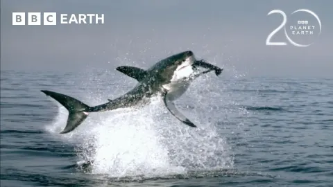 Great White Sharks Ambush Cape Fur Seals in Stunning Wildlife Encounter