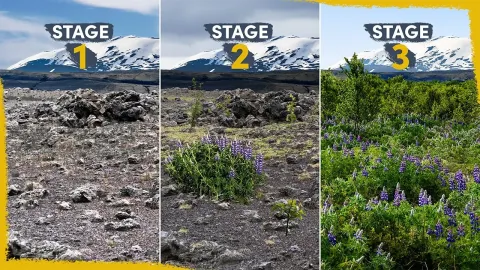 How Iceland Is Reclaiming Its Deserts Through Reforestation