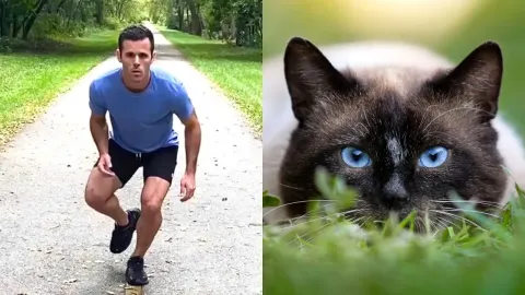 Animal Behavior Imagined as Human Actions in Compilation Video