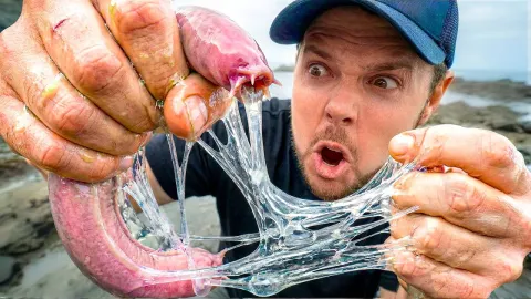 How Animals Use Slime for Defense and Survival in Nature