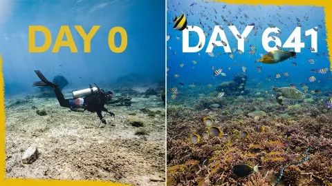 How a Restored Coral Reef in Indonesia Became a Thriving Marine Habitat