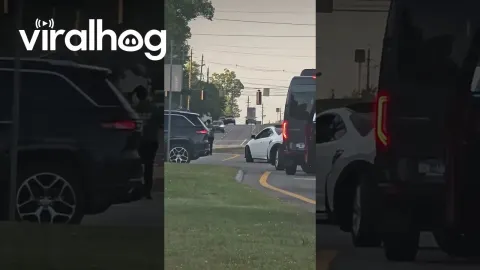 Loose Horse Runs on Parkway in Great Smoky Mountains