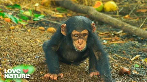 Unlikely Animal Friendships and the Hidden Social Lives of Wild Creatures