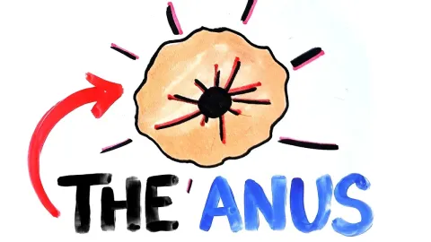How the Evolution of the Anus Shaped Animal Consciousness