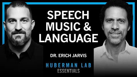 How the Brain Organizes Speech, Language, and Music: Insights from Neuroscience