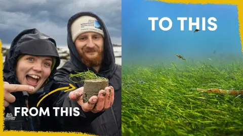 Restoring Scotland's Mudflat Ecosystems Through Seagrass Meadow Rehabilitation