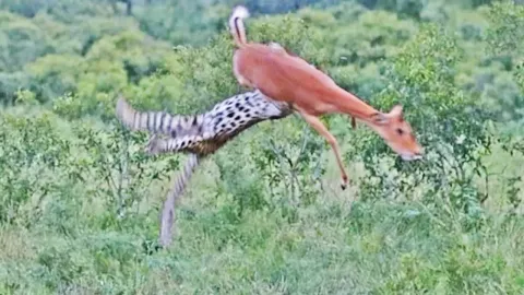 Leopard's Aerial Ambush Captures Impala in Dramatic Hunt