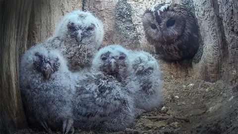 A Day in the Life of 19-Day-Old Tawny Owl Chicks