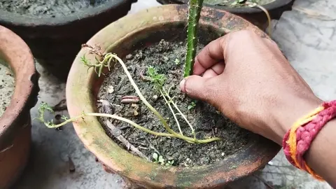 Growing Dragon Fruit Plants at Home