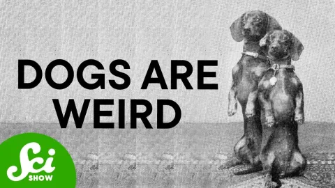 Ancient Dogs Were Already Diverse Long Before Victorian Breeding
