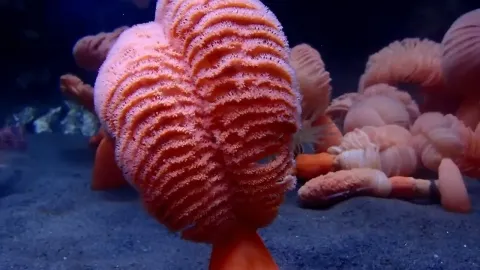 Orange Sea Pen: The Bioluminescent Coral of the Pacific