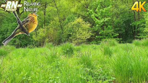 Sounds: Birds and the Natural Context