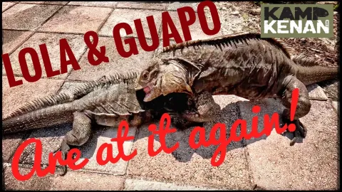 Cuban Rock Iguanas Guapo and Lola: Health Update and Behavior