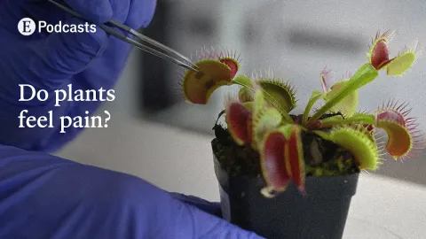 Can Plants Think and Feel Pain? Exploring Plant Consciousness