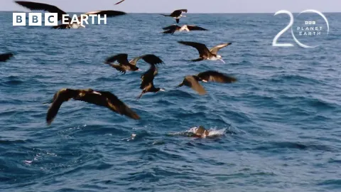 How Sailfish Use Color-Changing Camouflage to Hunt in the Open Ocean