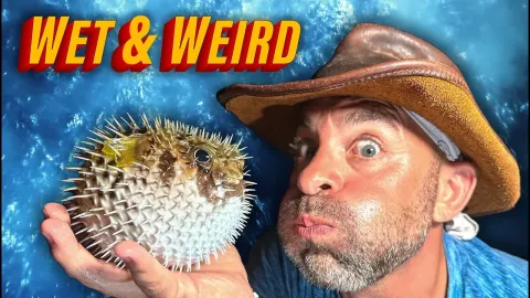 Nighttime Search for Bizarre Sea Creatures: Snake Eels, Pufferfish, and More