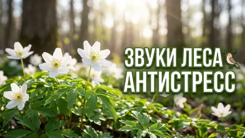 Spring Bird Songs in the Forest: Relaxing Nature Sounds for Stress Relief