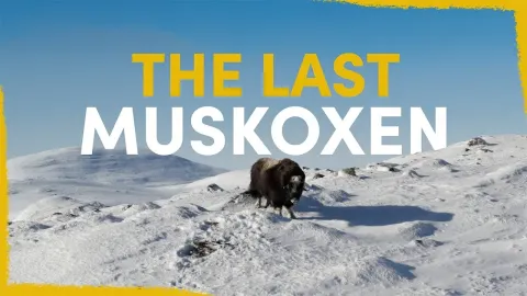The Search for Sweden's Last Muskoxen in the Scandinavian Mountains