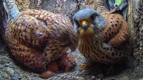 Kestrel Parents Welcome First Hatchling of the Season