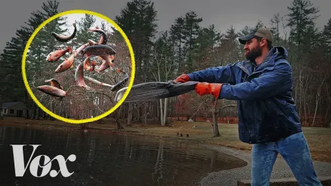 The Environmental Impact of Stocking Non-Native Fish for Sport Fishing