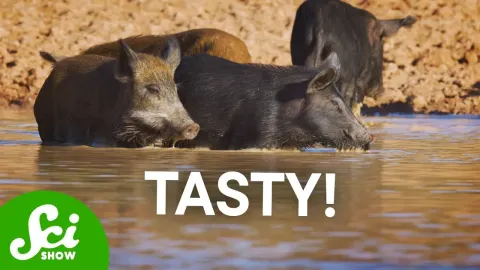 When Invasive Species Prove Surprisingly Beneficial