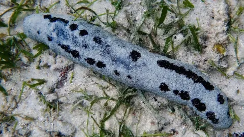 Sea: Cucumber and the Natural Context
