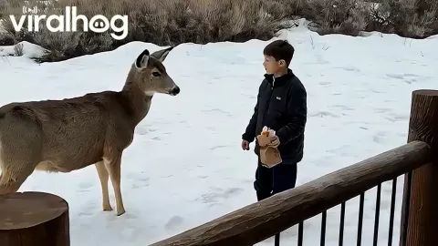 Mule Deer Approach Family in Wyoming Seeking Human Food