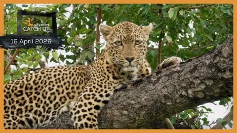 A Day of Wildlife Encounters on Safari in Sabi Sands