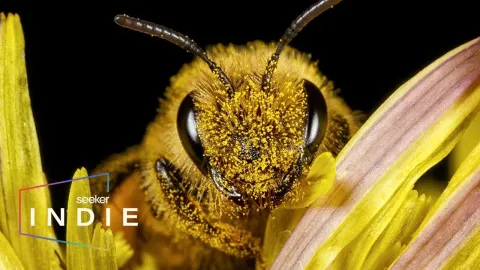 How Fungicides Disrupt Bee Microbiomes and Threaten Pollination