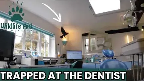 Rescuing a Jackdaw Trapped in a Chimney at a Dental Clinic