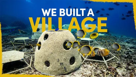 Building an Underwater Coral Village: Deploying Artificial Reef Structures to Restore Marine Bio