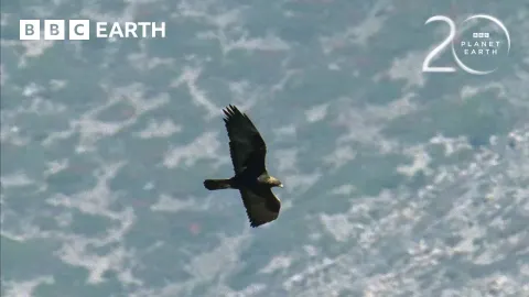 Golden Eagles Hunt Demoiselle Cranes in Epic Himalayan Battle