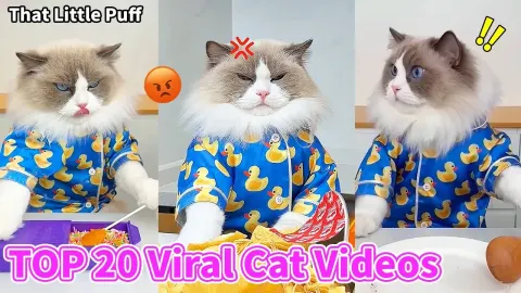 Comparing Affordable and Premium Robot Dogs in Performance Tests