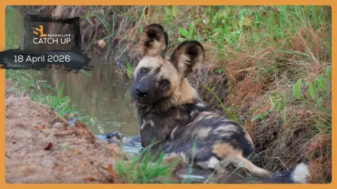 Wild Dogs Emerge During African Safari Live Stream